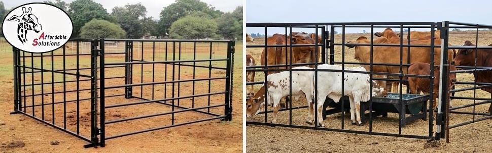 Feeding calves in a creep feed kraal so that cows can not eat the calf feed
