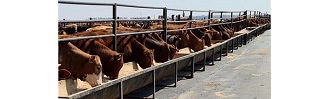 Cattle feeding troughs with feedlot frames