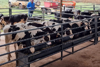 Feeding troughs for small calves