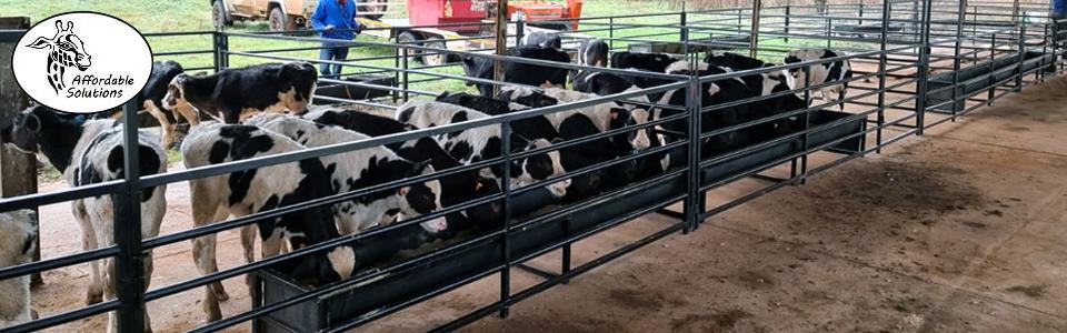 Feed troughs for young cattle calves