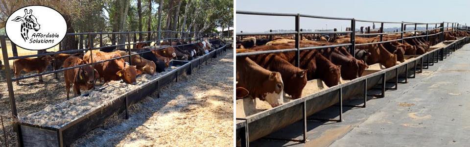 Cattle feeding troughs with frame for feedlots