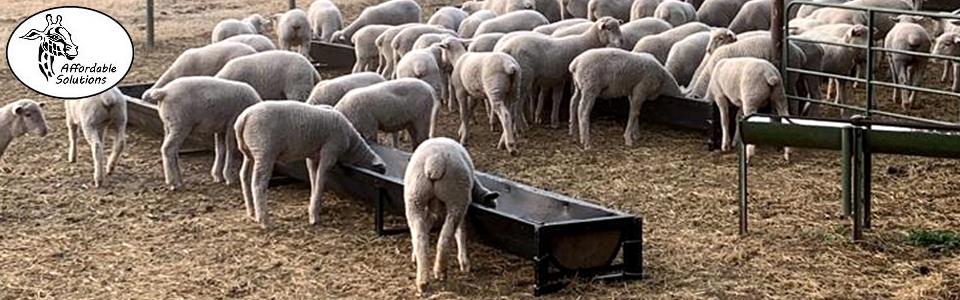 Sheep feeding troughs